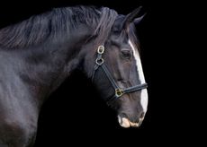 Police Horse Caesar&rsquo;s retirement has come to an end