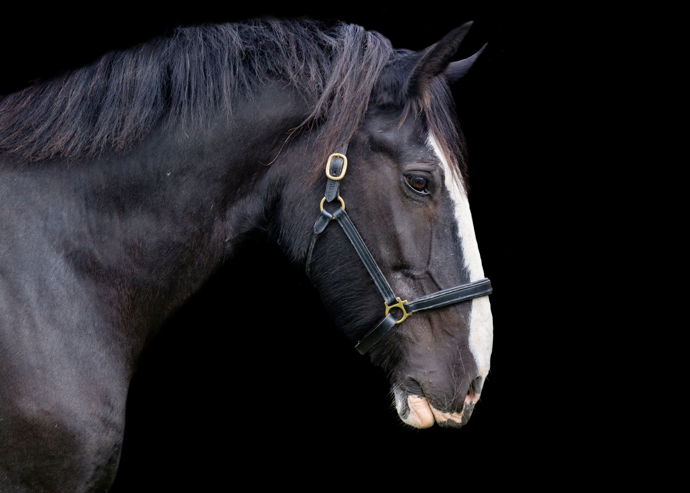 Police Horse Caesar&amp;rsquo;s retirement has come to an end