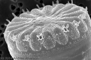 Cyclotella quillensis, diatom, air