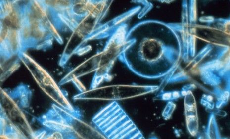 Phytoplankton