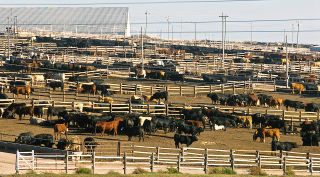 Cattle at a feedlot in Kansas in 2014.