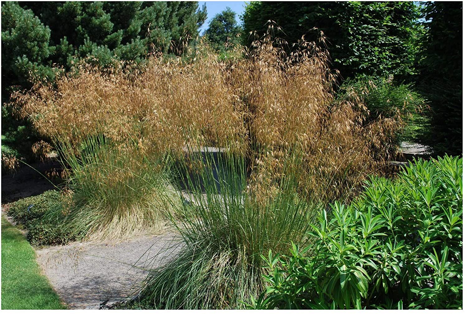 Ornamental grasses the best types and how to grow them Real Homes