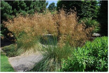 Ornamental Grasses: The Best Types And How To Grow Them | Real Homes