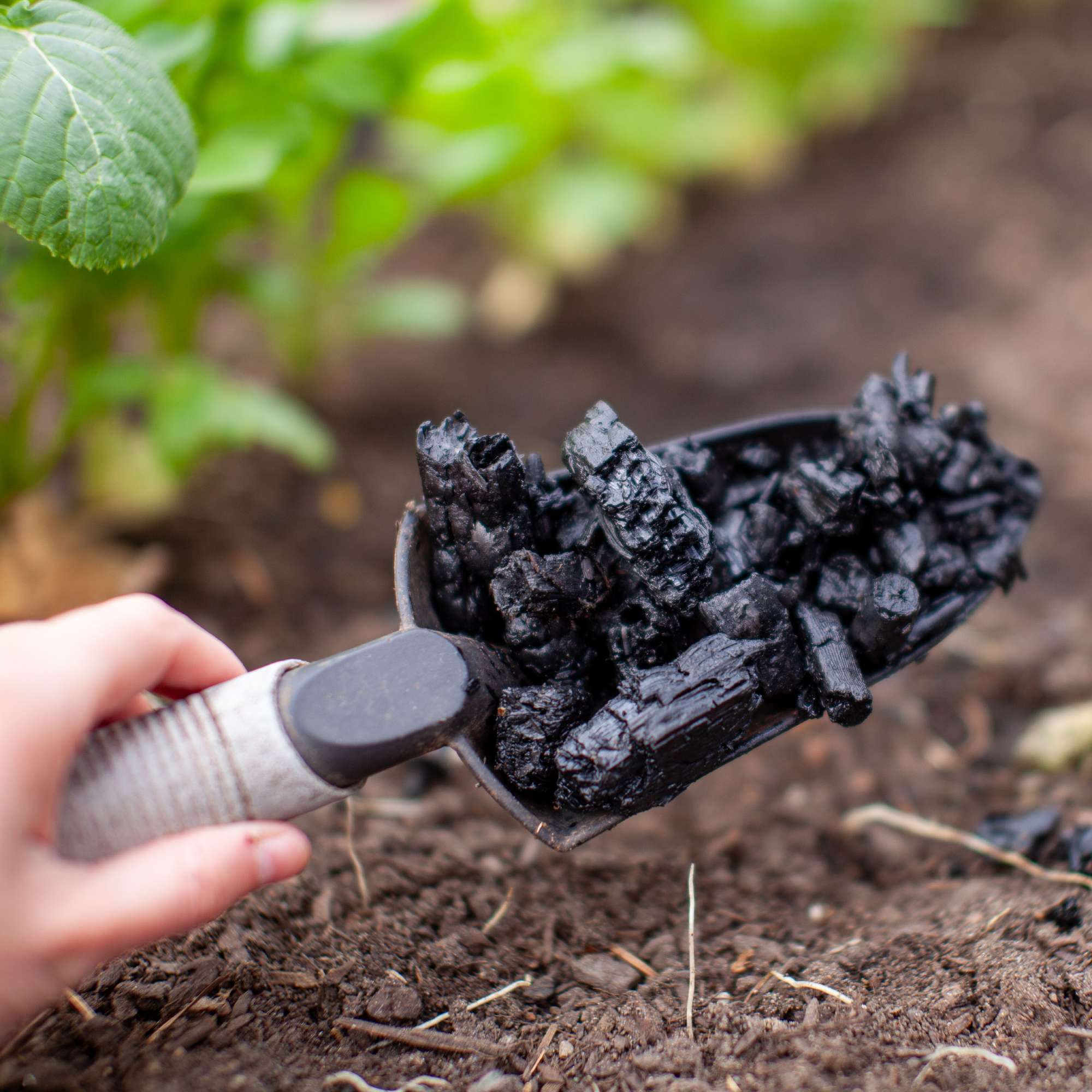 hand holding trowel full of biochar