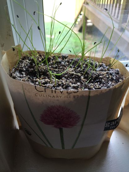 Potted Chive Seed Plants On Windowsill
