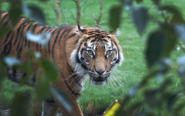 A Sumatran tiger