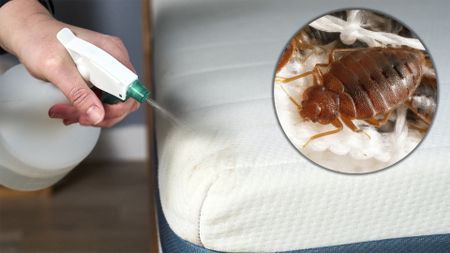 This image shows a close up of a hand holding a spray bottle spraying water on the corner of a mattress. In the top left corner is an ident of a close up of a bed bug.