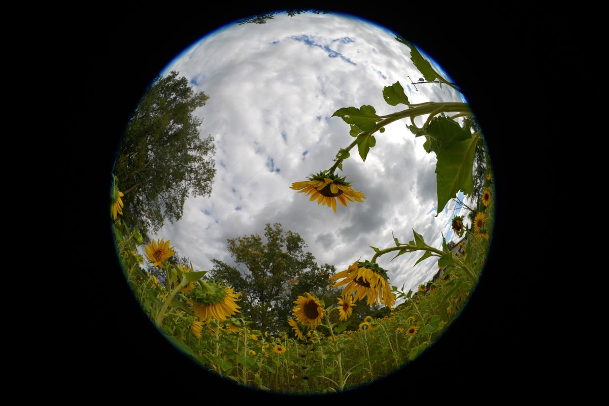 An image sample from the Sony FE 8-14mm f/3.5 Fisheye G