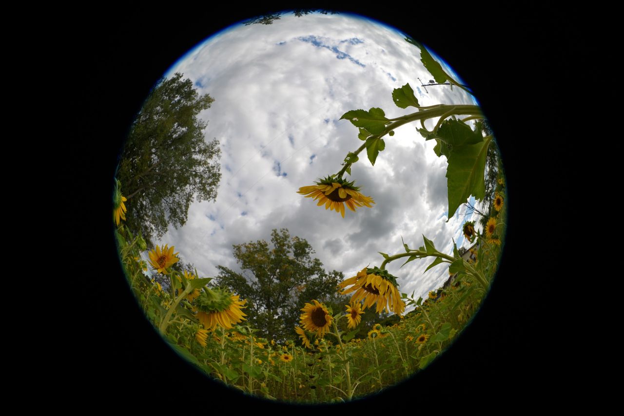 An image sample from the Sony FE 8-14mm f/3.5 Fisheye G
