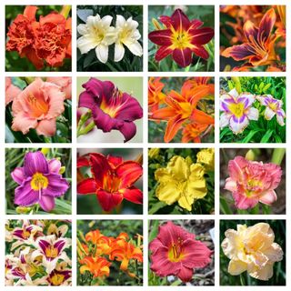 10 Seeds MIXED COLORS DAYLILY Hemerocallis Day Lily Fine Mix Red Purple Flower Seeds