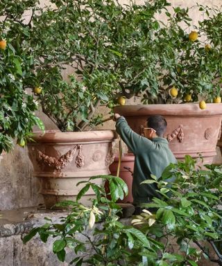 Gardener watering potted lemon trees