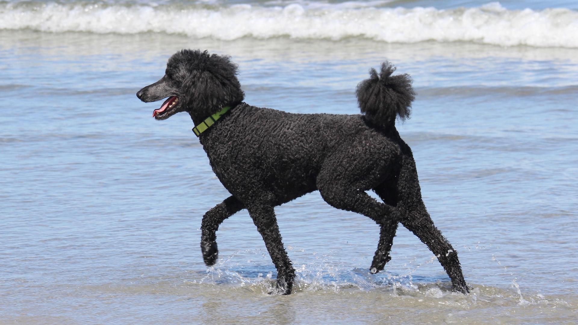 Standard poodle at the beach