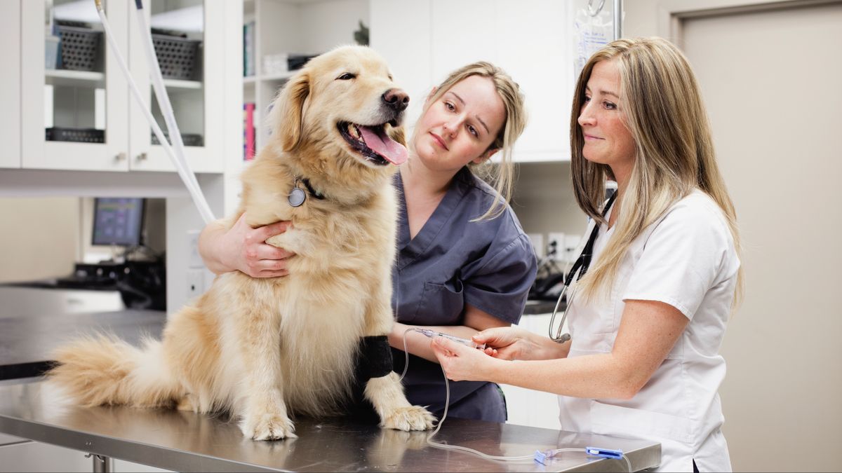 Vet inserting IV drip into golden retriever