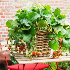 Strawberries cultivated in wicker basket standing on balcony table