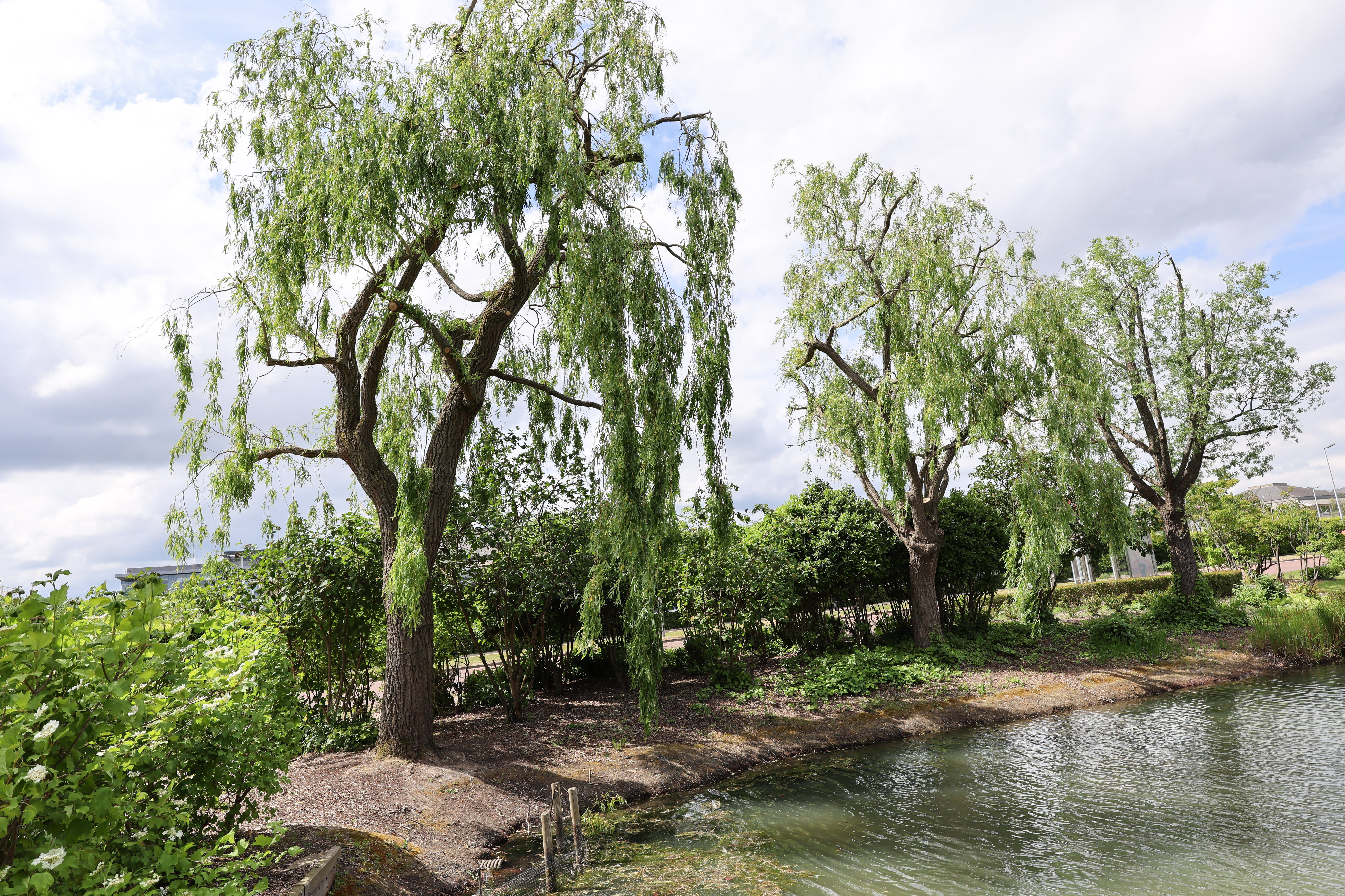 Sample image taken on the Canon EOS R6 V using the RF 20-50mm f/4L IS USM PZ