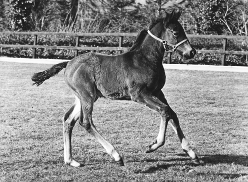 siresfoals