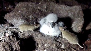 Mice are attacking and eating Tristan albatross chicks on Gough Island in the South Atlantic.