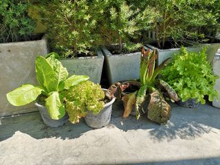 Lettuces growing in pots