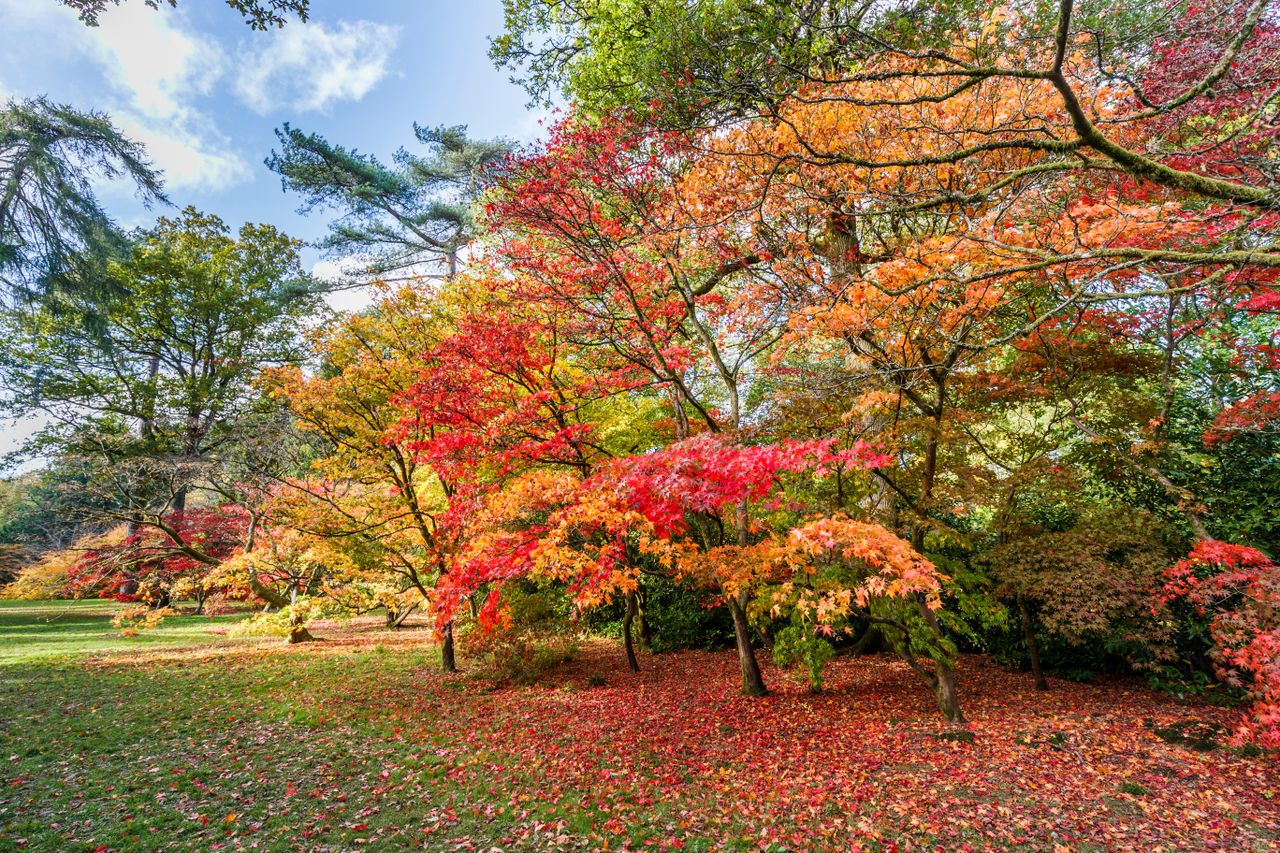 Red and yellow autumn colours view of Japanese maples (Acer palmatum) and fallen leaves, Westonbirt National Arboretum near Tetbury Gloucestershire UK