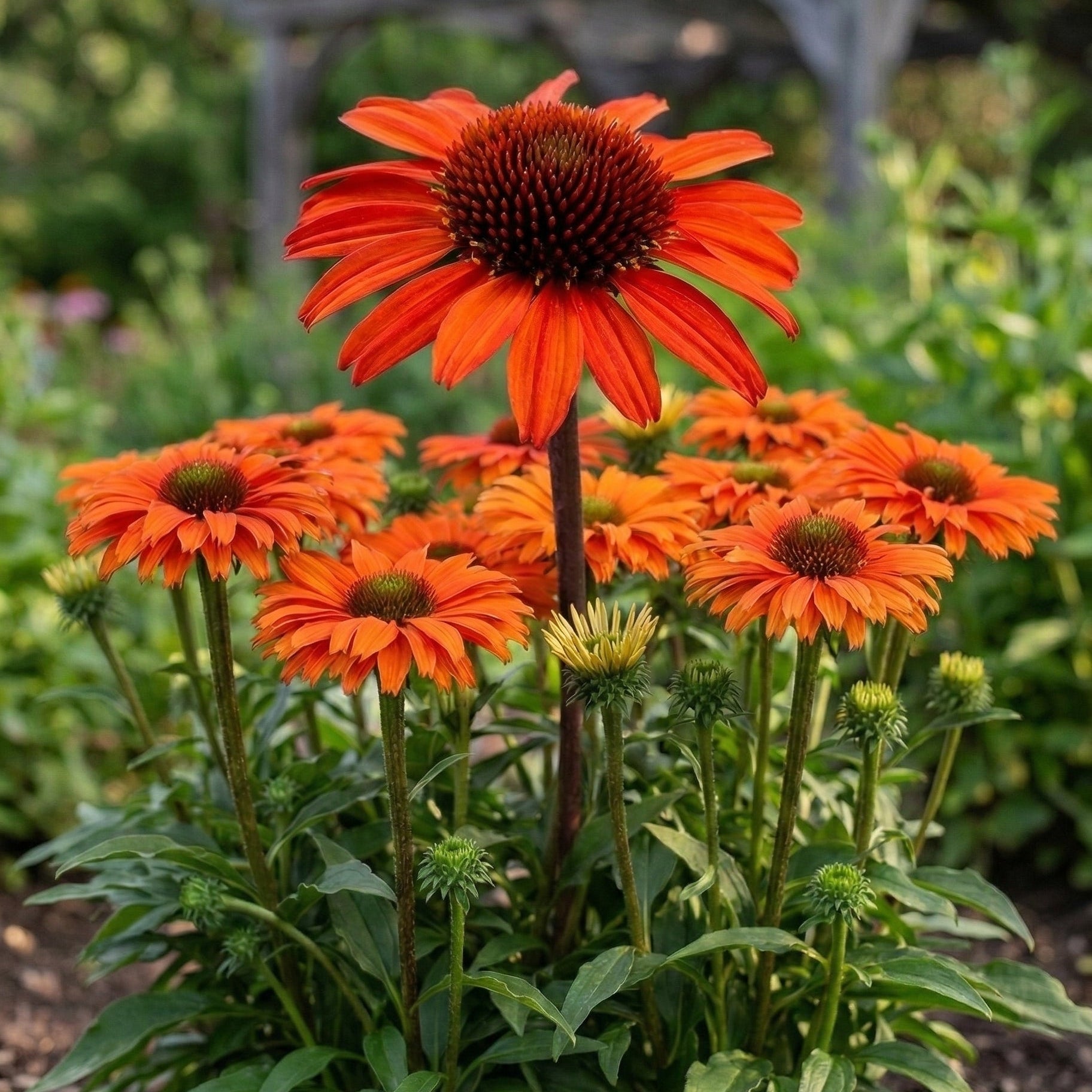 Sunseekers&amp;trade; Orange Coneflower