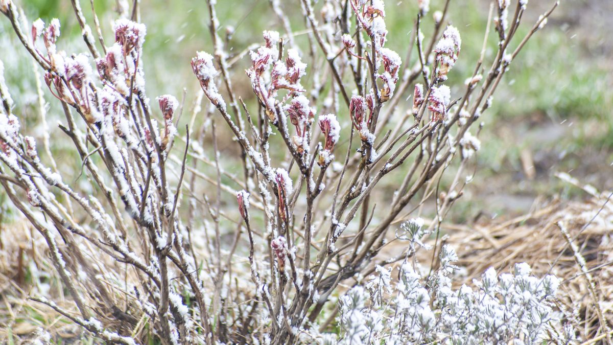 Winterizing peonies how to keep these beautiful plants safe in cold