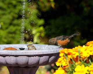 Birds at a garden bird bath with fountain