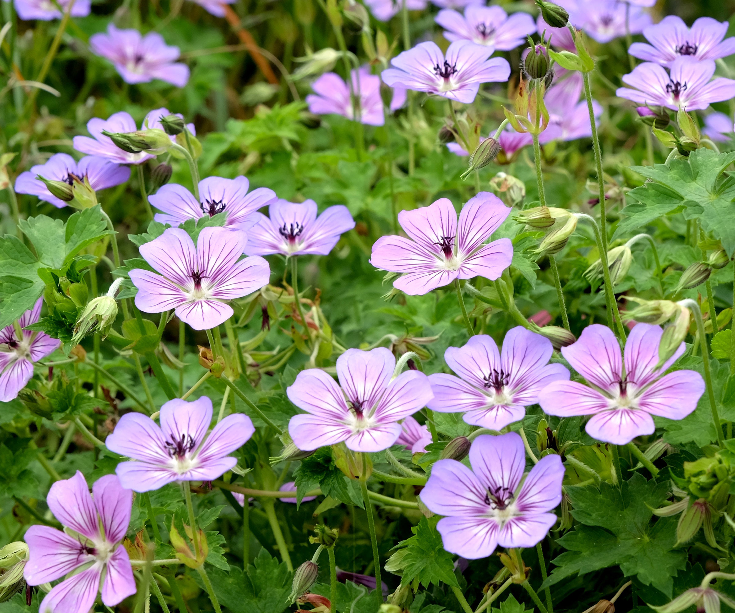 pale purple hardy geranium Havana Blue flowers