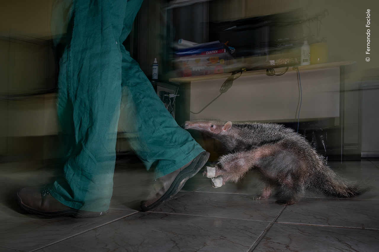 A small anteater playfully tugs on a person's pant leg in an indoor setting. The mood is playful and curious, conveying a sense of interaction