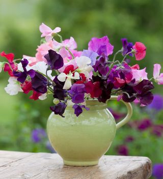 The Ultimate Sweet Pea Collection