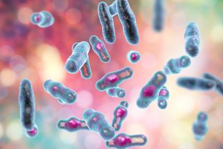 An illustration of Clostridium perfringens bacteria. This bacterium is one cause of myonecrosis, a "flesh-eating" infection that destroys muscle tissue.