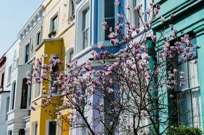 Spring blossom and colourful townhouses in West London.