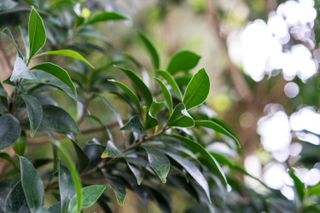 Close up of ficus nitida compacta