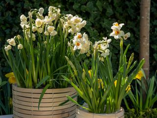 Narcissus planted in containers