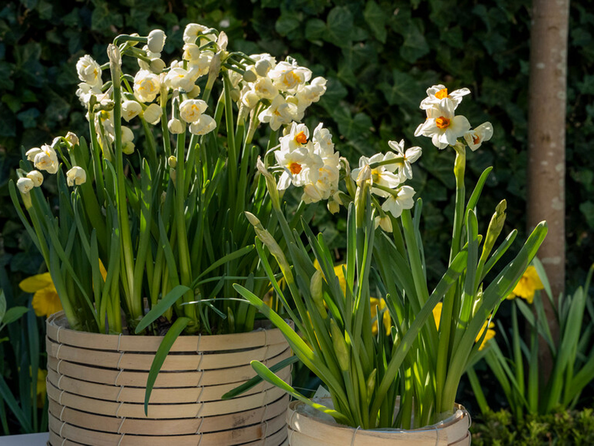 The 5 best bulbs to plant in containers now | Livingetc