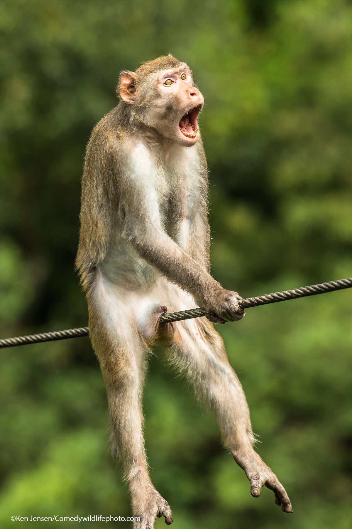 Monkey Getting Bothered A monkey caught in an a spot of bother wins Comedy Wildlife Photo Award ...