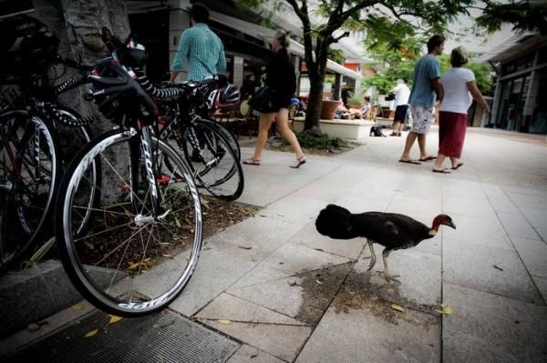 Even the bush turkeys came for a look at the new bikes.