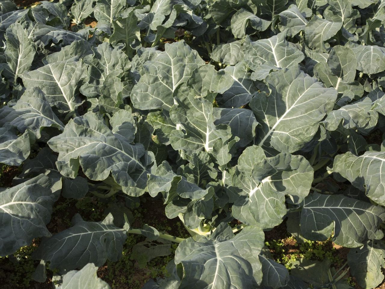 Big Broccoli Leaves