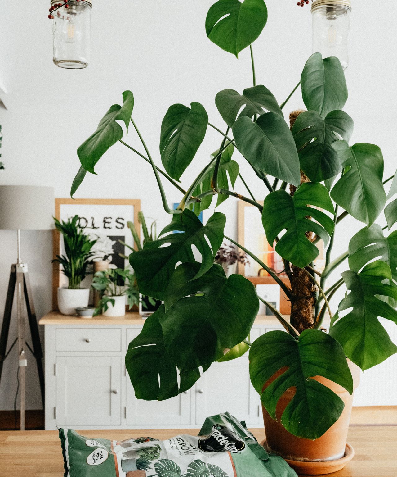 Indoor plant expert warns against the latest house plant shaking hack ...