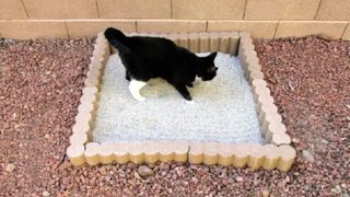 Cat using outdoor litter box