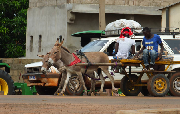 Gambia-Horse-and-Donkey-Trust-Donkey-cart.jpg