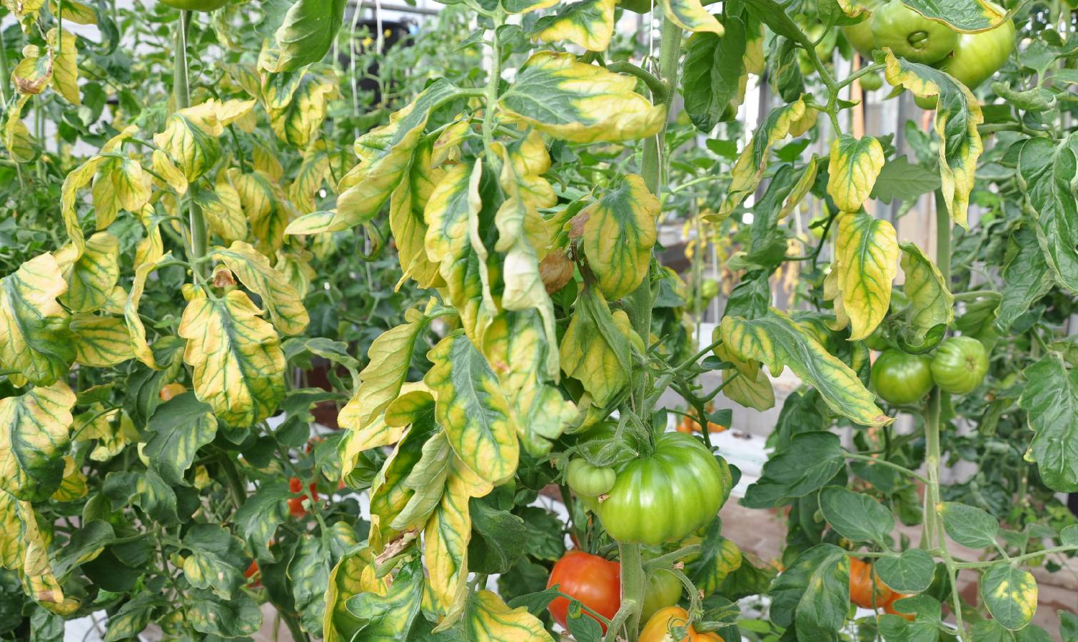 Tomato plant with yellowing leaves