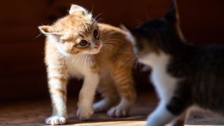 aggressive kittens