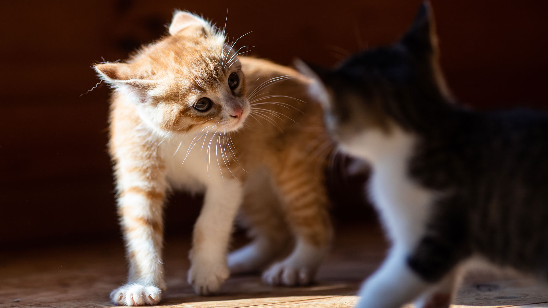 Aggression in Cats