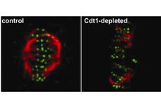 dna proteins, disease therapy development