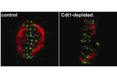 dna proteins, disease therapy development