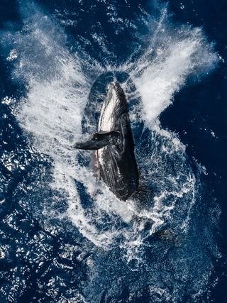 Una ballena jorobada saltando en el mar