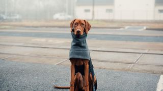 Ginger dog sitting with a coat on — Best pet accessories