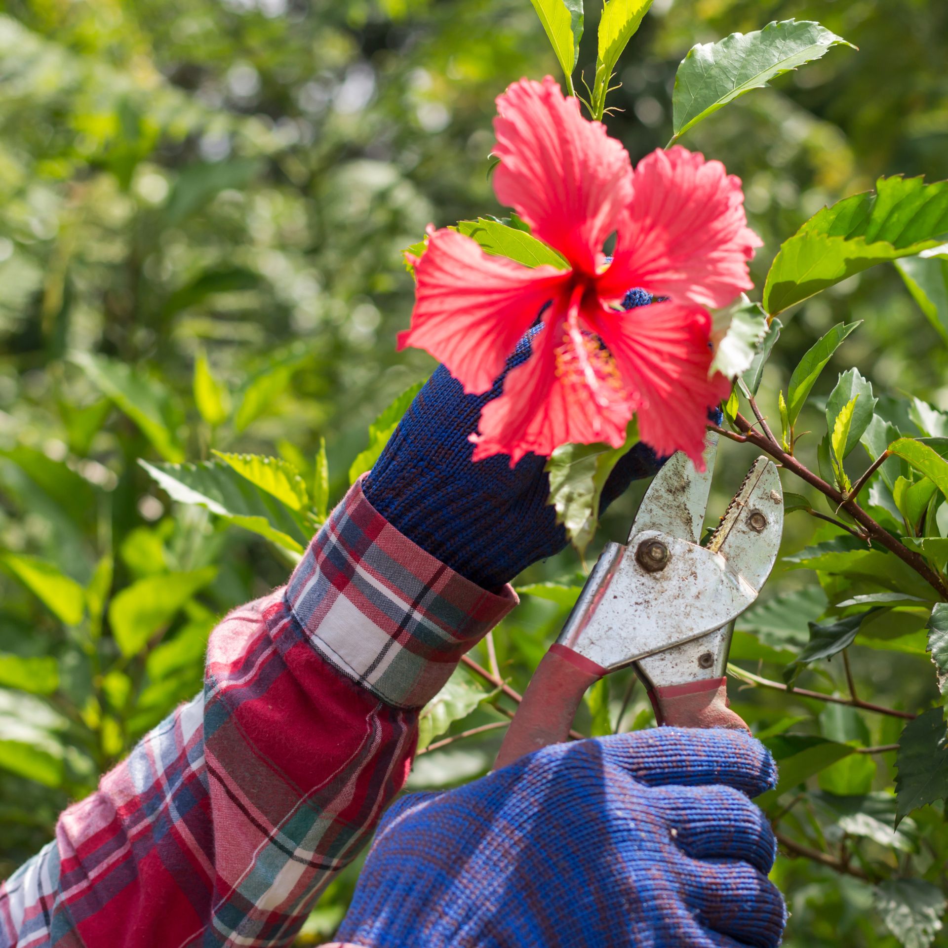 pruning hibiscus