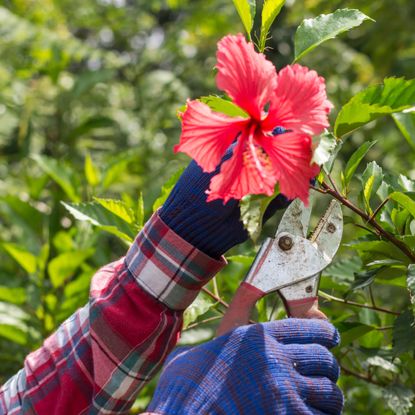 pruning hibiscus