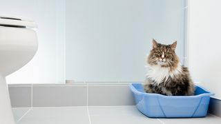A cat sitting in a litter tray next to a toilet